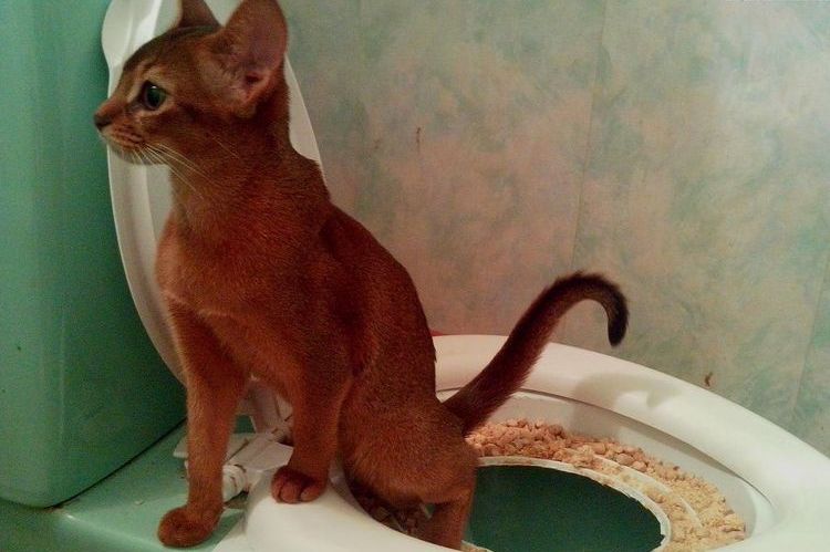 Gato abisinio