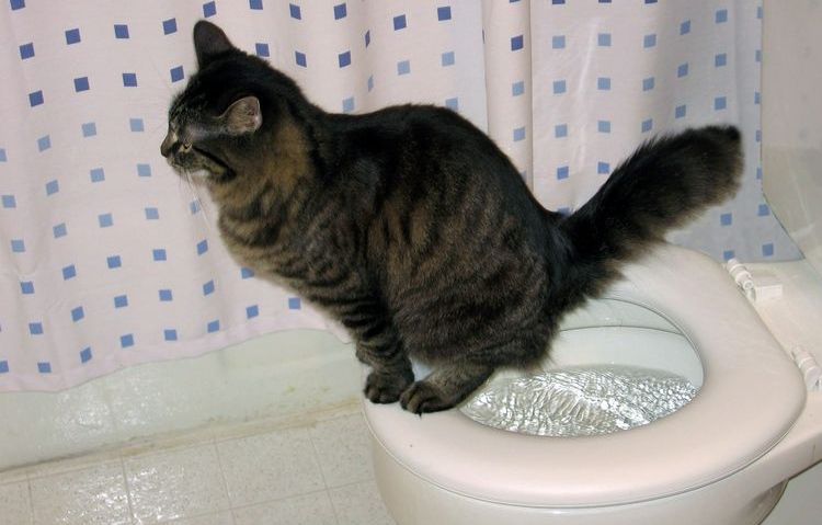Se ha enseñado al gato a usar el inodoro