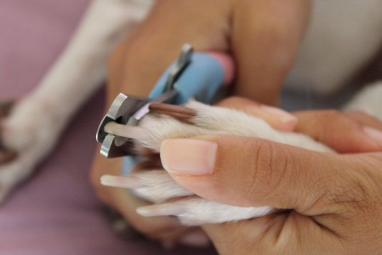Corte de uñas al perro