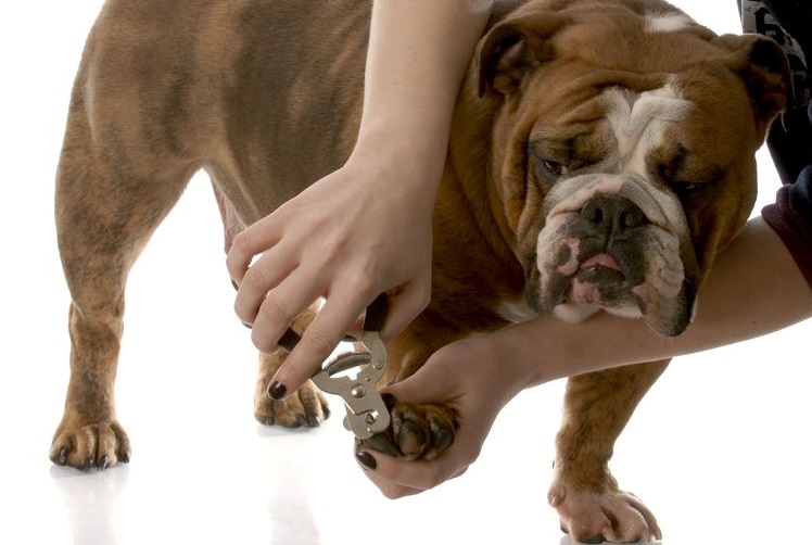 Corte de uñas a un bulldog