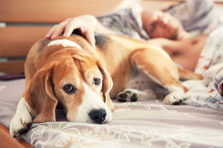 Perro en la cama