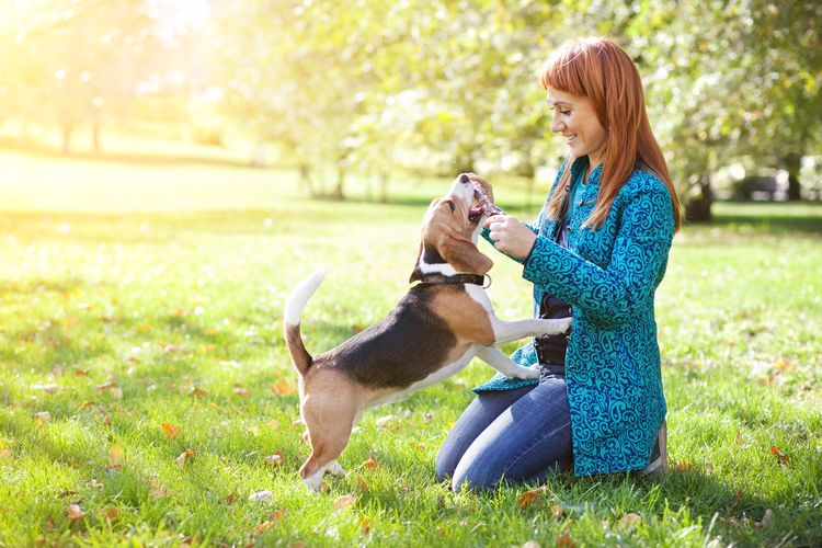Beagle y su dueña