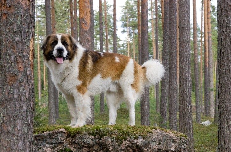 Perro guardián de Moscú en el bosque