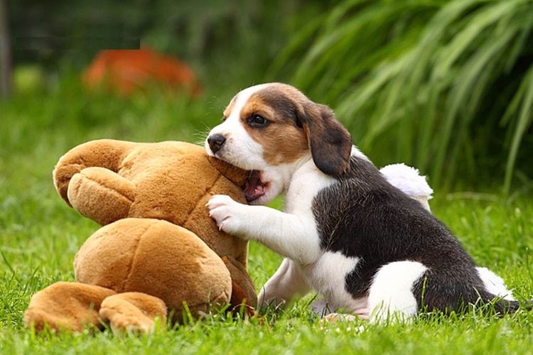 Beagle mordiendo un juguete