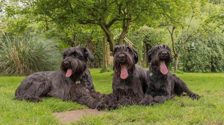 Tres schnauzers gigantes