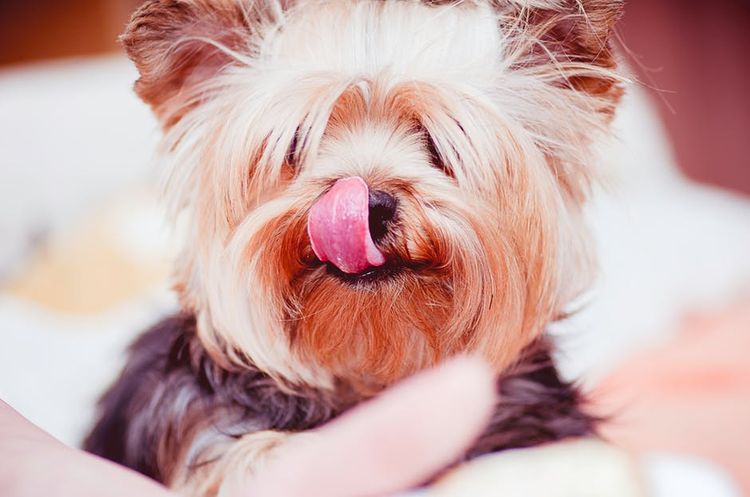Yorkshire Terrier