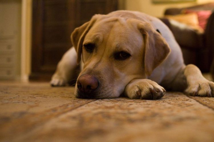 Apathie beim Hund