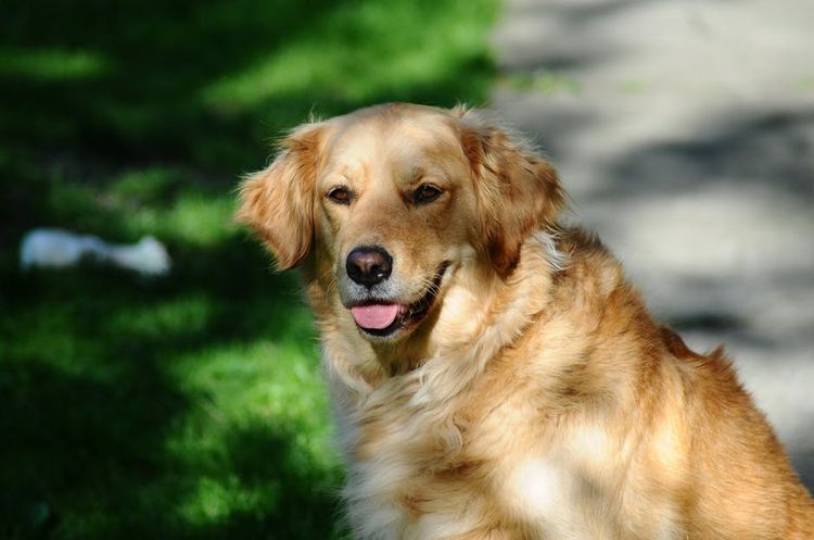 Perro con la lengua fuera