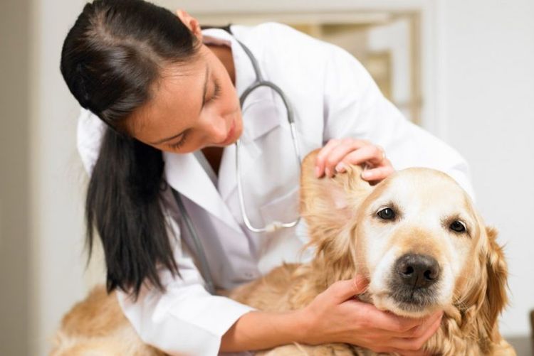 El veterinario examina el oído del perro.