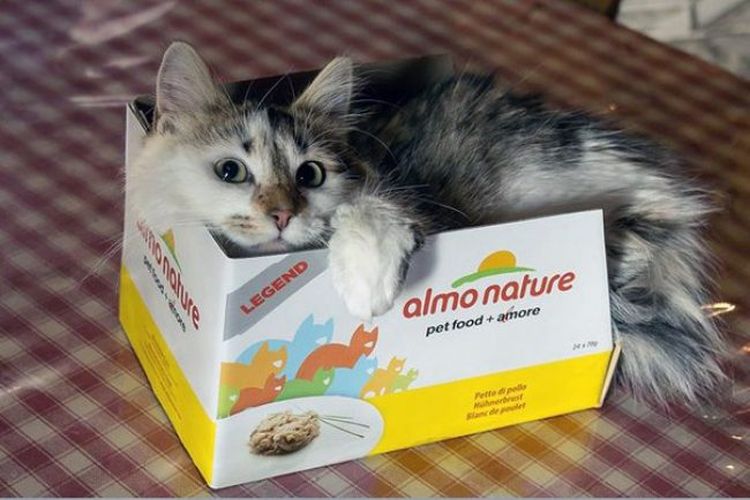 Gato en la caja del alimento Almo Nature