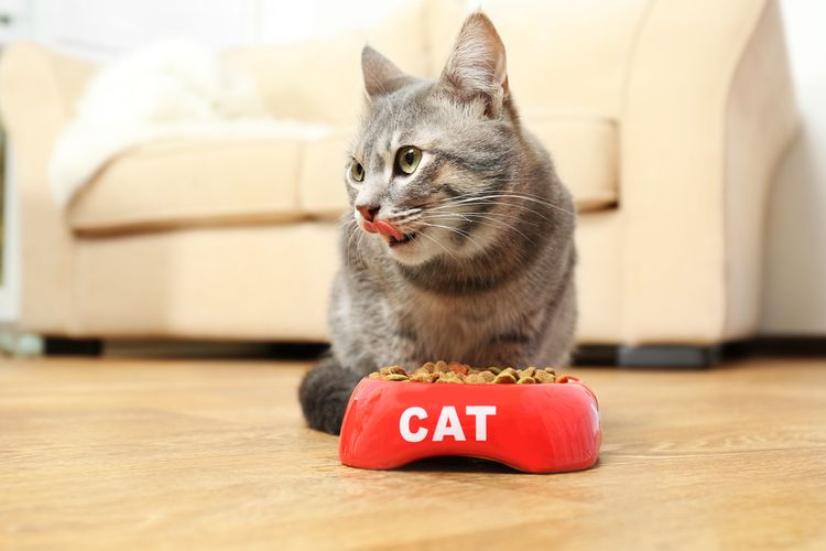 Gato junto al cuenco de comida