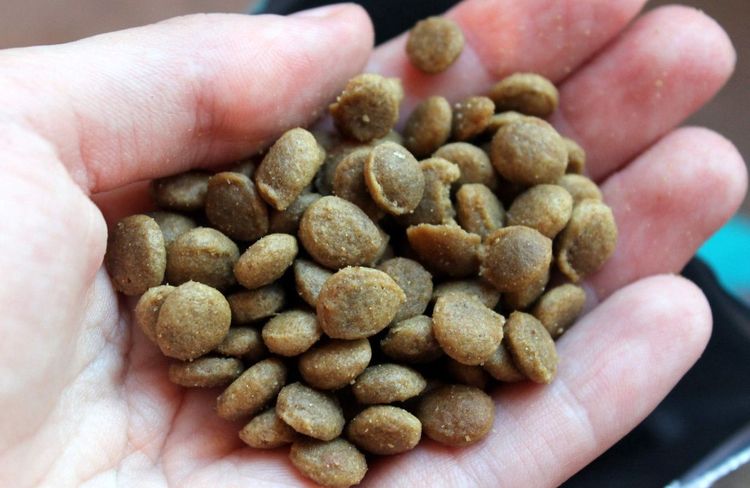Granulados secos para perros