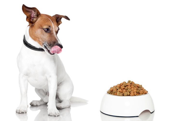 El perro y el alimento