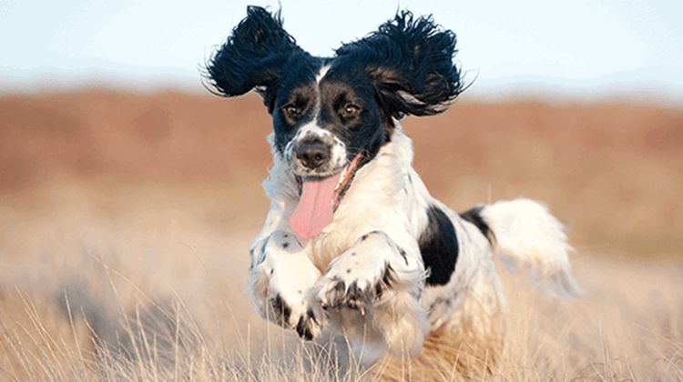 El perro corre por el campo