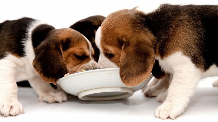 Los cachorros comen