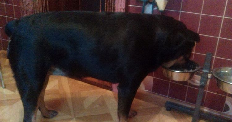 Rottweiler frisst
