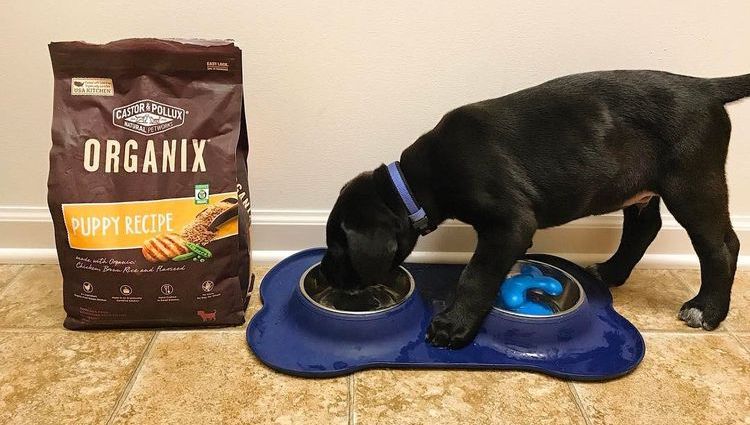 Ein Welpe eines großen Hundes frisst