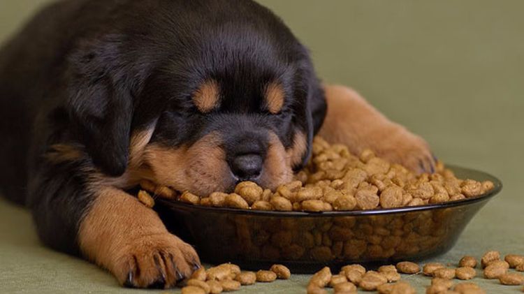 Un cachorro duerme en un cuenco con comida