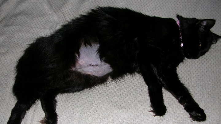 Katze nach der Operation zur Entfernung einer Pyometra