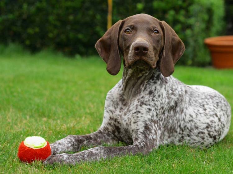 cachorro de braco alemán