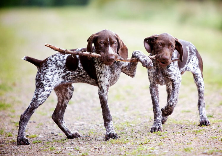 cachorros de braco alemán