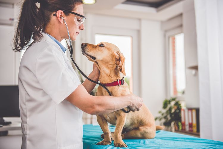 El perro en el veterinario