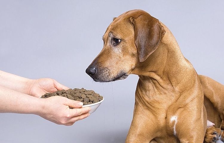 El perro y el alimento seco