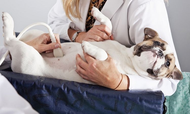 Ecografía abdominal para perros