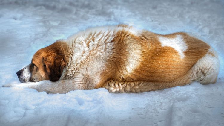 Perro tumbado en la nieve
