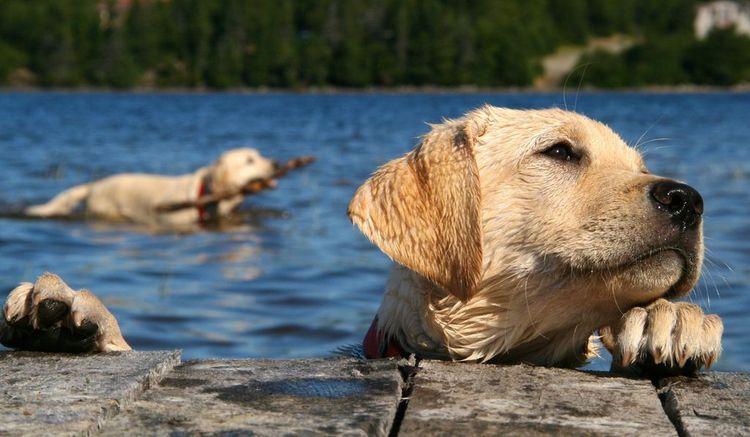 Hunde baden