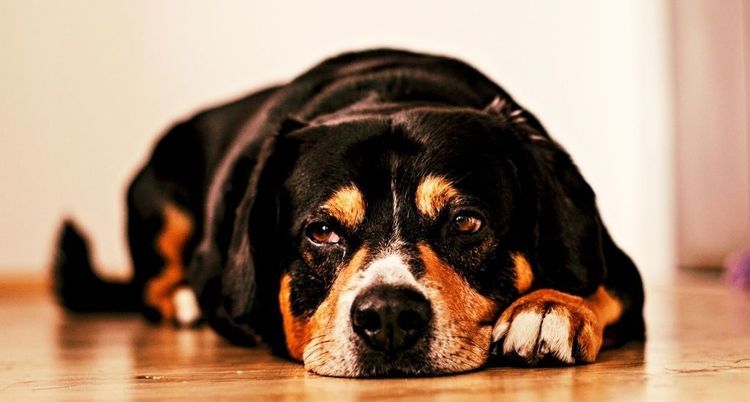 Träger Hund