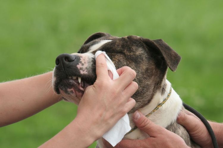 Konjunktivitis beim Hund