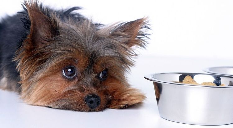 Hund mit Futternapf