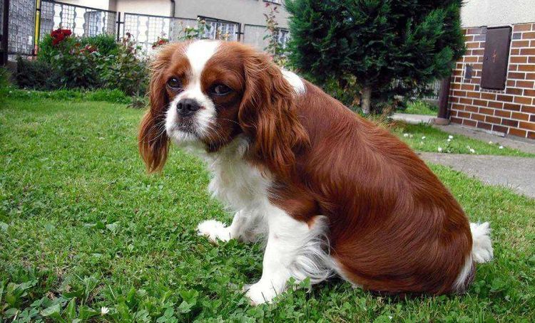 Trauriger Hund