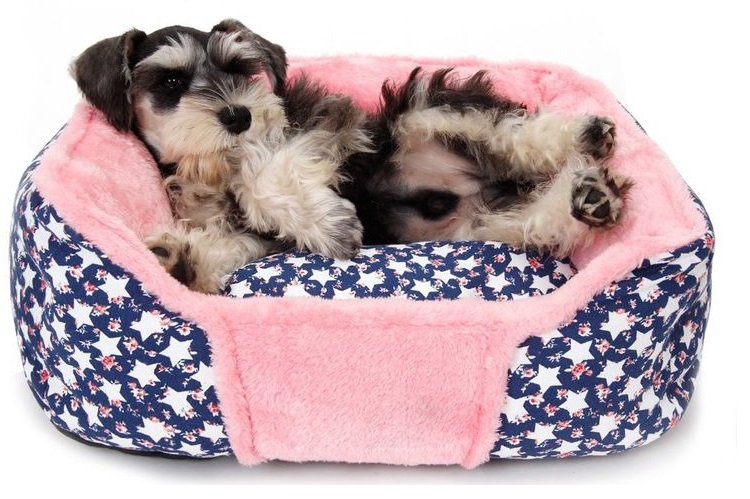 Perro en la cama