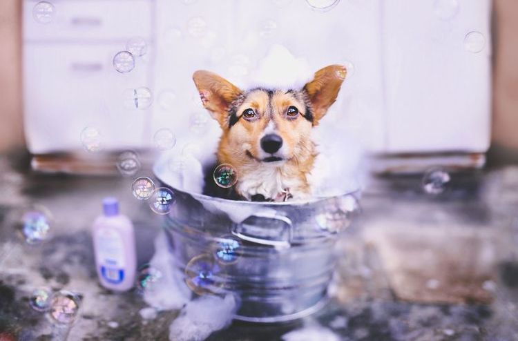 El perro se baña