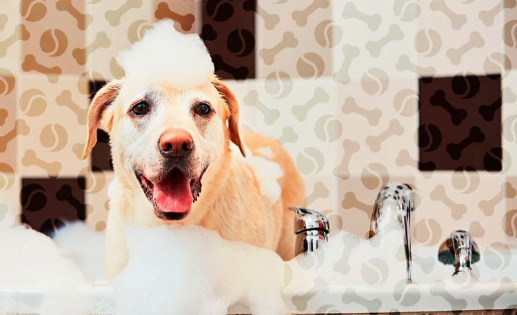Labrador en espuma de jabón