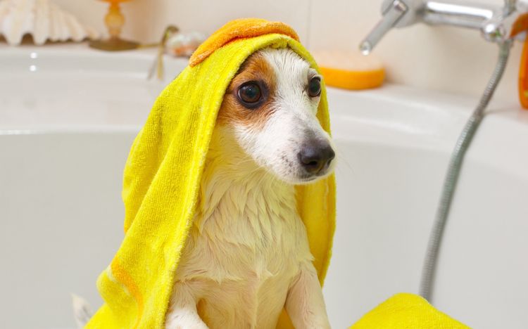 Perro envuelto en una toalla