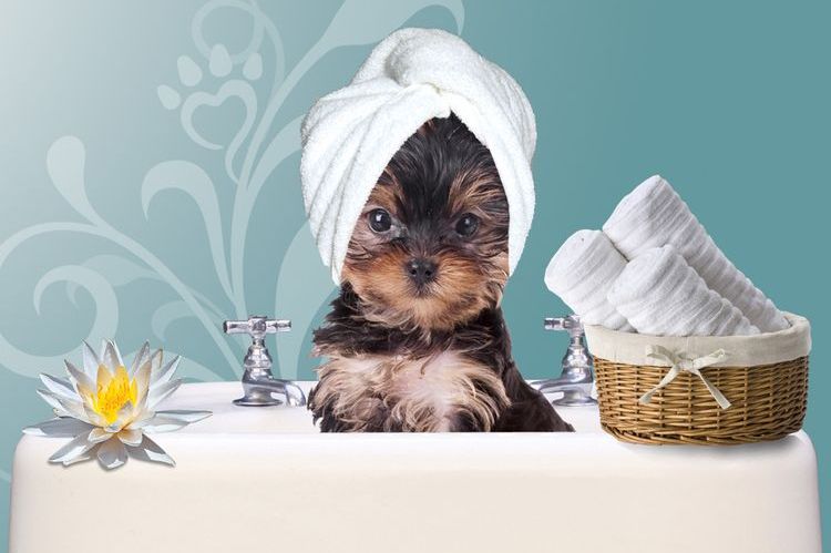 Baño del perro