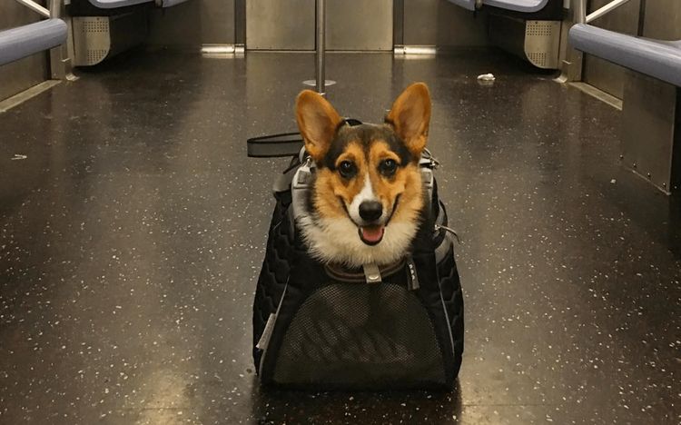 Transporte de perro en el metro