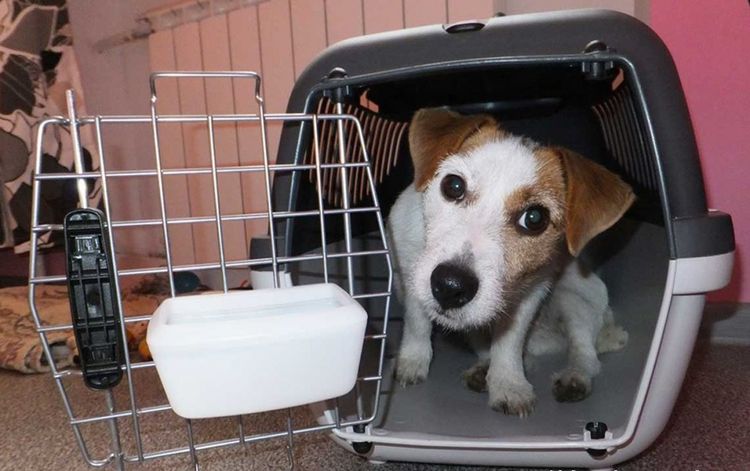 Transportín para perro