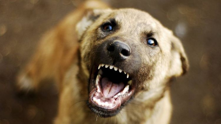 Perro callejero