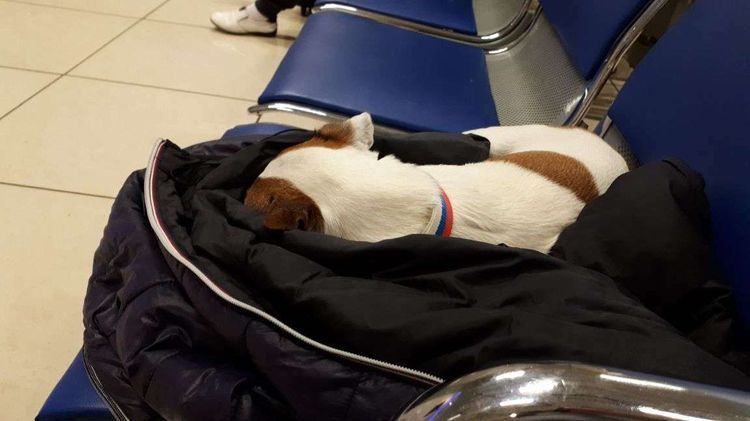 Perro