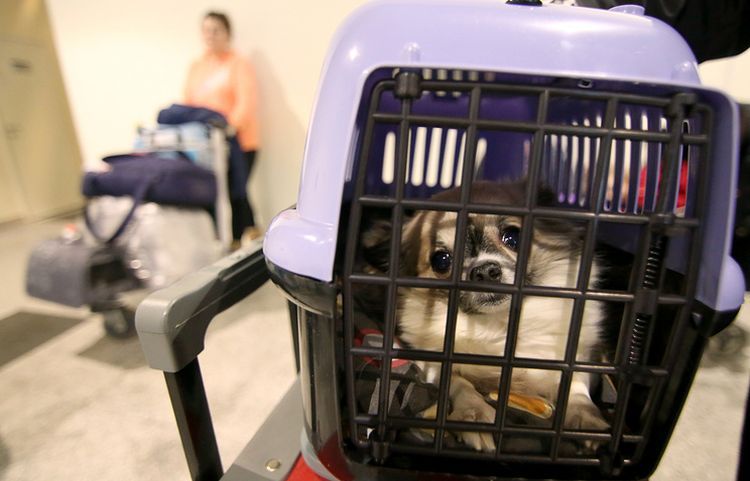 Perro en transportín