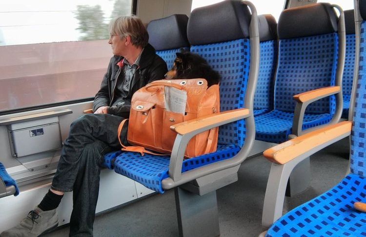 Perro en el tren de cercanías