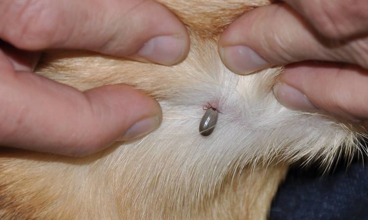 Garrapata en un perro