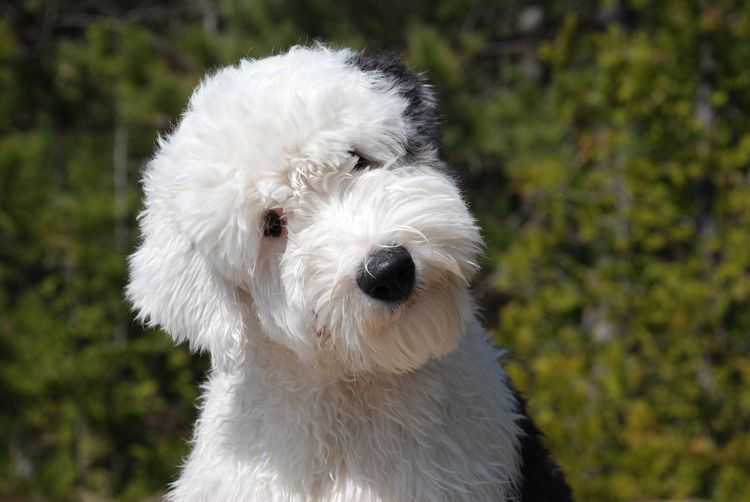 Perro de raza bobtail