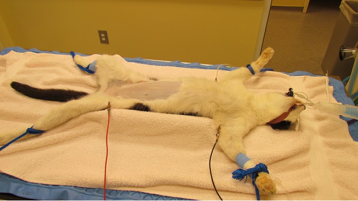 Operation zur Entfernung einer Pyometra bei der Katze