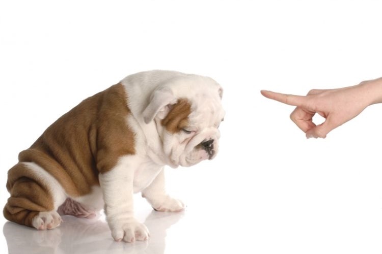 Der Hund wird ausgeschimpft.