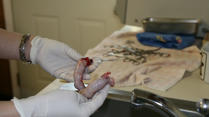 Pyometra bei der Katze